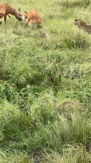 Leyu Tours | Experienced Tanzania Safari Expert on Instagram: "😂 PHOTOGRAPHERS — EVER MISSED A MEAL BECAUSE THE FOOD WAS TOO BUSY FIGHTING? 😂 Picture this: two antelopes locked horn-to-horn, dust flying, egos clashing, absolutely obsessed with winning their fight… 🦌⚔️🦌 Behind them, a leopard crouches low, eyes wide, timing perfect — or so it thinks. 🐆 The problem? The antelopes are so busy battling each other that chaos takes over. Horns swing, bodies twist, dust blinds the scene — and the