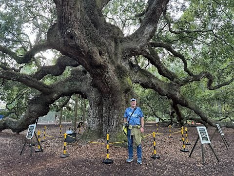 The Angel Oak Tree of South Carolina—Largest Live Oak in North America?
