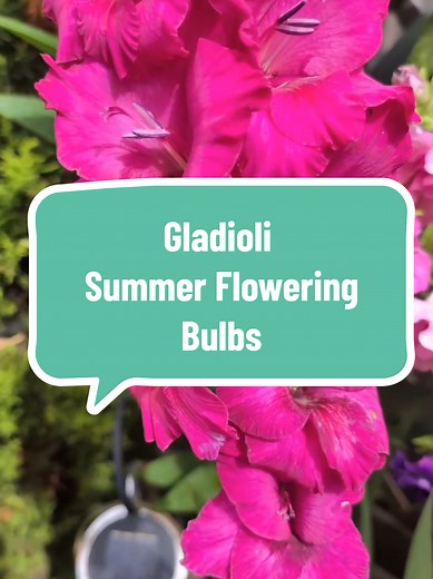 How to Grow Beautiful Gladioli in Your Garden