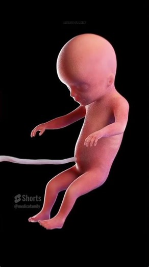 From a single cell to a tiny human🧿😊 #shorts #embryo #fetus