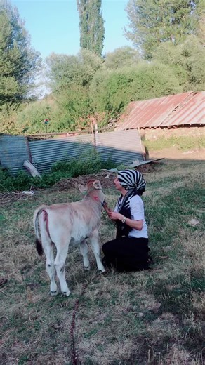 Interacting with Cows in a Rural Setting