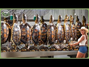 How Millions of Turtles Are Processed - Amazing Turtle Farming & Processing