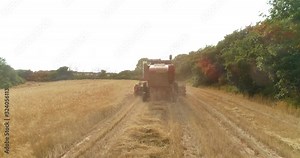 Thresher farming in golden wheat field. Threshing machine working in Italy.