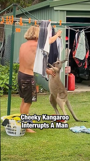 36K views · 280 reactions | Kangaroo causes chaos during his chores! 輦 | Sassy Paws | Facebook