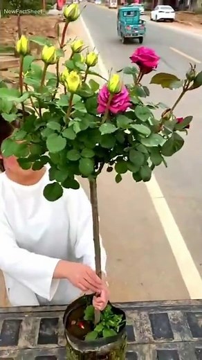 From Wild Rose to Dream Pot