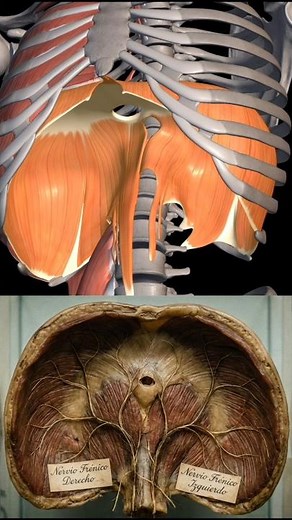 Nervio frénico. Diafragma humano?