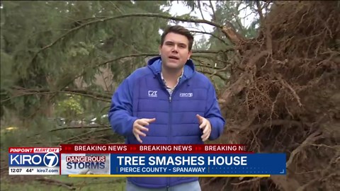 Video: Tree smashes house