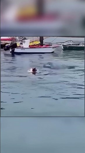 Dog Swims With a Dolphin Every Single Day!