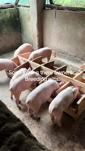 Soon joining there owners… breeding gilts