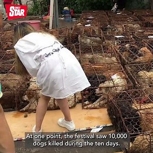 1.3K views · 24 reactions | Over 10 million dogs are thought to be eaten in China every year. | Daily Star | Facebook