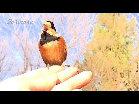 ヤマガラ５種類の鳴き声〜色んな声を出して仲間に合図を送ります とりのる