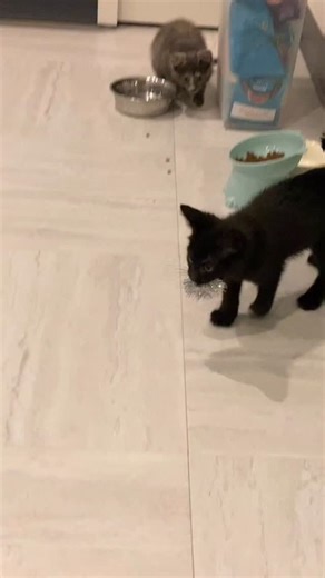 Barb, Kitten Mom on Instagram: "Neo, feeling victorious for snatching the sparkly silver toy, is doing all he can to not let his sister have a turn. Of note, there is more than one of these sparkly toys. 😹😼 #mavisandneo"