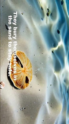 What Is a Sand Dollar? | Amazing Sea Creatures for Kids #sanddollar