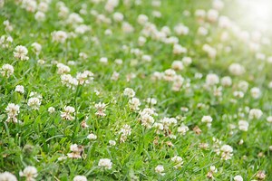 Clover Lawns: 12 Reasons Why & Best Varieties