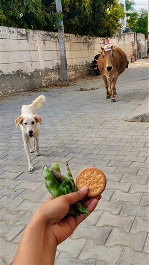 Pet ❤️ Friends: Calf & Golden Retriever Share a Bread! 🐮🐶 #shorts #animalfriendship #goldenretriever