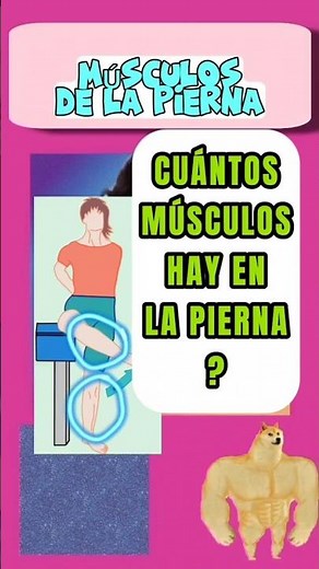 Regiones de los músculos de la pierna