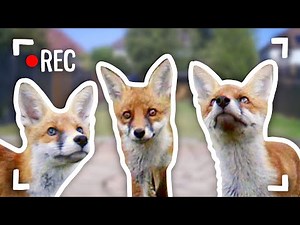 I Filmed Baby Foxes With Hidden Cameras