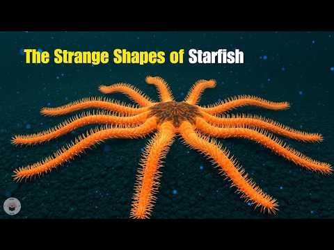 Starfish With 20 Arms?! 😱 Deep Sea Secrets