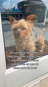 I learned something today that stopped me in my tracks 🐶🤍 There’s a real reason dogs look at their humans the way they do — and it explains everything. This little guy has been my constant through writing music, chasing dreams, and rebuilding myself in quiet ways no one sees. That kind of bond isn’t loud… but it’s powerful. 👇 Be honest Did you already know this… or did this just hit you right in the feelings? If you’ve ever felt seen by your dog on a hard day, you already understand. #DogLove