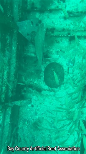 🐟 RAFFLE UPDATE 🐟 The Chicken Coop raffle is officially shut down. 🎉 Winner announcement coming January 6th! In the meantime, enjoy this underwater look at life thriving on an artificial reef—exactly why we do what we do. Every reef we build creates habitat, supports fisheries, and strengthens Bay County’s underwater future. This is your impact in action. Building reefs. Creating habitat. Supporting our waters—one structure at a time. 🌊 Bay County Artificial Reef Association 🌐 BCARA.US 📧 b