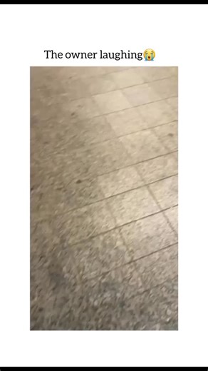 world_vibess1 on Instagram: "Follow mee friends?........The video starts in what looks like a busy subway station or a public concourse. You see a small, innocent-looking dog (likely a Jack Russell Terrier or a similar mix) walking on a leash with its owner. At first glance, it just looks like a typical day out with a pet. ​The "Glitch in the Matrix" ​As the dog walks, it starts "barking," but the sound coming out of its mouth is anything but a bark. Instead of a standard "woof" or "yap," the do
