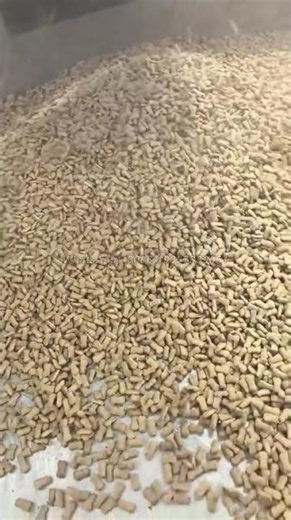 Dog food extruder machine test in our factory #fishfeedmachine #fishfarming #extruder #fishfeed