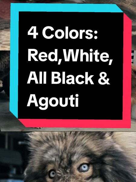 Explore the 4 Stunning Colors of Siberian Huskies