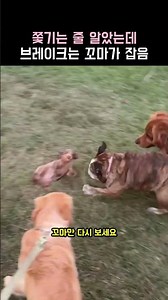 Thought they were chasing him… but the little one is the one hitting the brakes #puppy#shorts