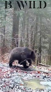 114K views · 10K reactions | Our best videos with its natural ambient sound. Pop up the volume! "Let's celebrate life" México BWILD | BWILD | Facebook