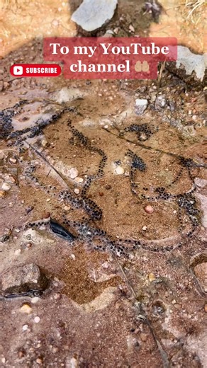 Educational YouTube Channel for Kids | Grow Your Knowledge with Moji Kitsi TV