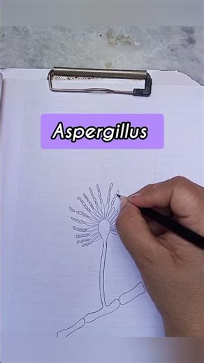 :🦠easy Aspergillus Under the Microscope | Fungal Structure Diagram