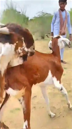 🐐💞 Amazing Goat Breeding | Natural Goat Mating Process | Animal Documentary #Shorts 🎥