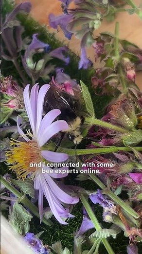 How One Bumblebee Changed A Community | The Dodo