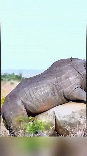 Wildlife Deep Dive: Exploring Animal Behavior and Habitats