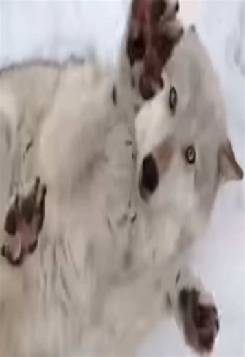 yearn for belly rubs #vamppuppii #wolf #cute #vamppuppiicore #fyp | Wolf