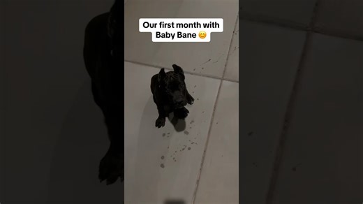 Our first month with our adorable new puppy