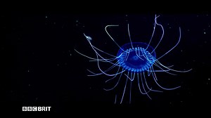 35K views · 205 reactions | Pust dypt inn og dykk ned i havene våre. Få en sniktitt av Blue Planet II, med fortellerstemme av Sir David Attenborough, på søndag 29. oktober klokken 21:00. | BBC Nordic | Facebook