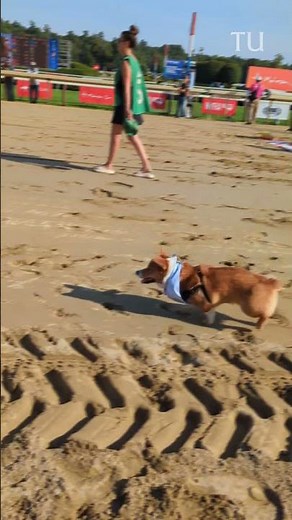 Corgis run at Saratoga Race Course