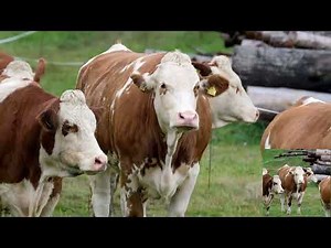 Mengenal Suara Sapi Untuk Anak Anak #learn animal sounds | moo cow song | learn animals
