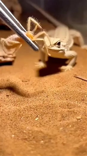 Solifuge vs Small Lizard