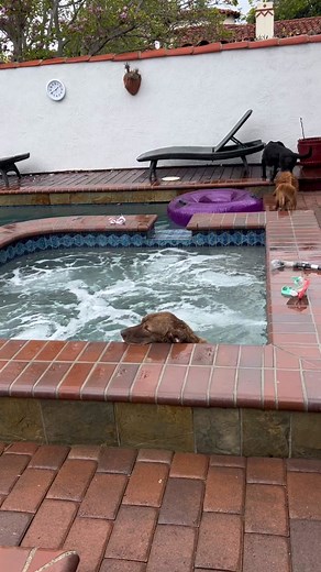 Dog Enjoying Hot Tub Fun with Cocoa | Chesapeake Bay Retriever