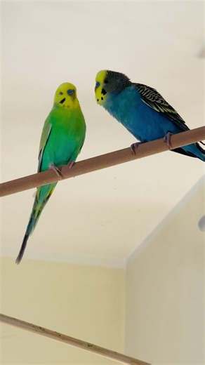 Cute Budgie Care Tips for Beginners