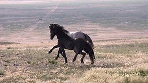 Wild Horse Stallions Running Alongside Each Stock Footage Video (100% Royalty-free) 3827512813 | Shutterstock
