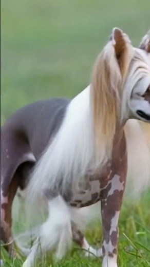 Striking & Unique: Meet the Chinese Crested Wonder! 🐾✨ #ElegantPets #uniquedogs