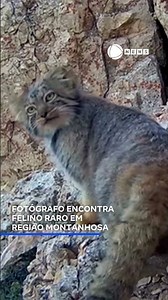Photographer finds rare feline in mountainous region. 📲 #RecordNews #News #Shorts