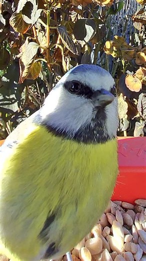 Billy Heaney | Ad | Ever wondered what your garden birds really look like while they’re helping themselves to a free lunch? 🐦 Meet the Bird Buddy Pro... | Instagram