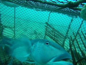 Ever heard of 'cod potting'? It’s one of the ways we survey blue cod in marine reserves 🐟🐟 Our marine scientist Kirsten tells us about cod potting in the Marlborough sounds in collaboration with Ministry for Primary Industries and NIWA New Zealand: http://bit.ly/2CRDkgS | Department of Conservation