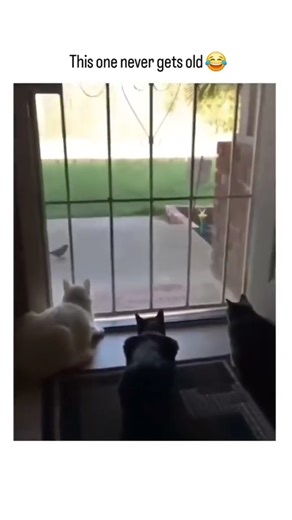 Never get Old 🤣😂😂 ‖Try not to Laugh😂 || #shorts #comedy #funny #prank #memes