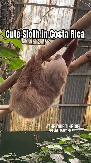 Cutest Sloth at Costa Rica’s Sanctuary 🦥 | Selvatura Park, Monteverde