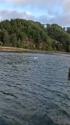 Oregon Striped Bass on Topwater